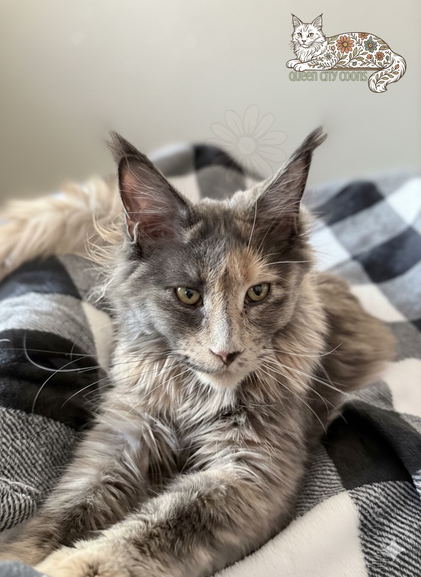 Queen Aurora