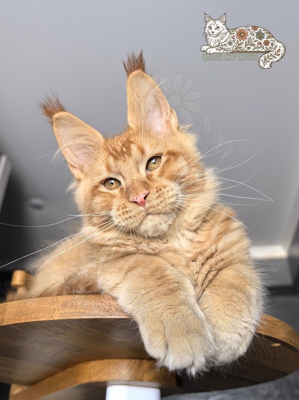 King Zeus