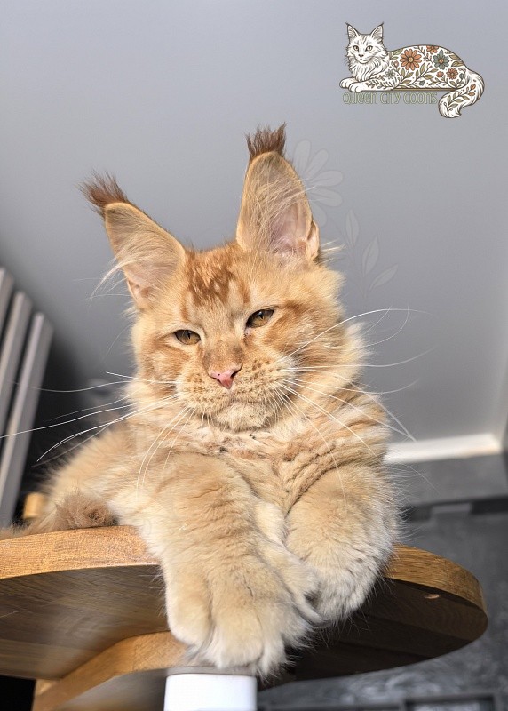 King Zeus
