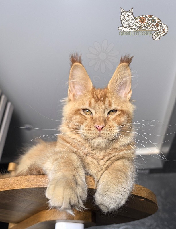 King Zeus