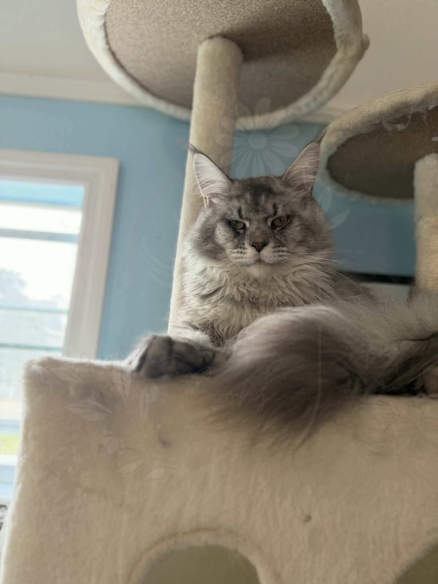 Watson of Maine Squeeze Coons