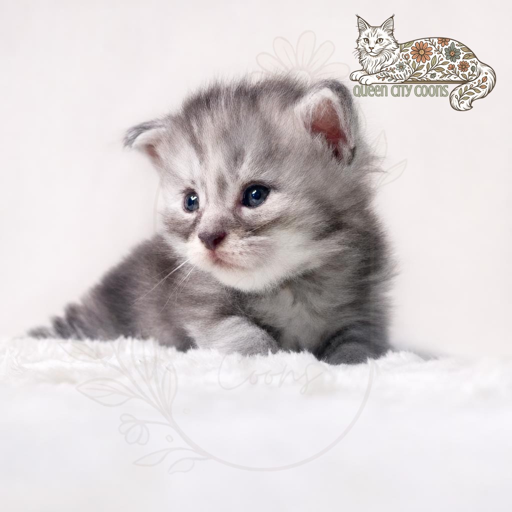 Juniper
