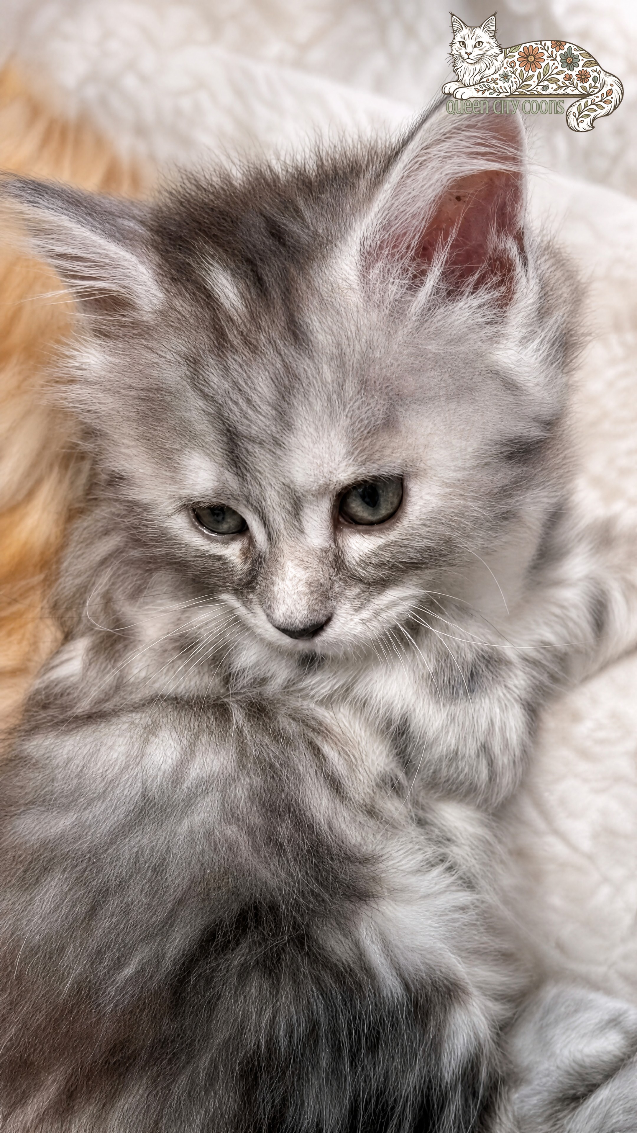 Juniper