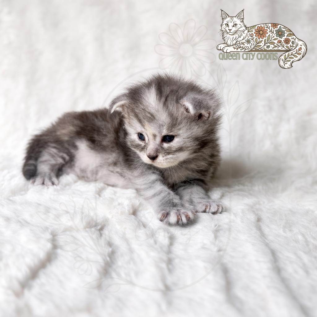 Juniper