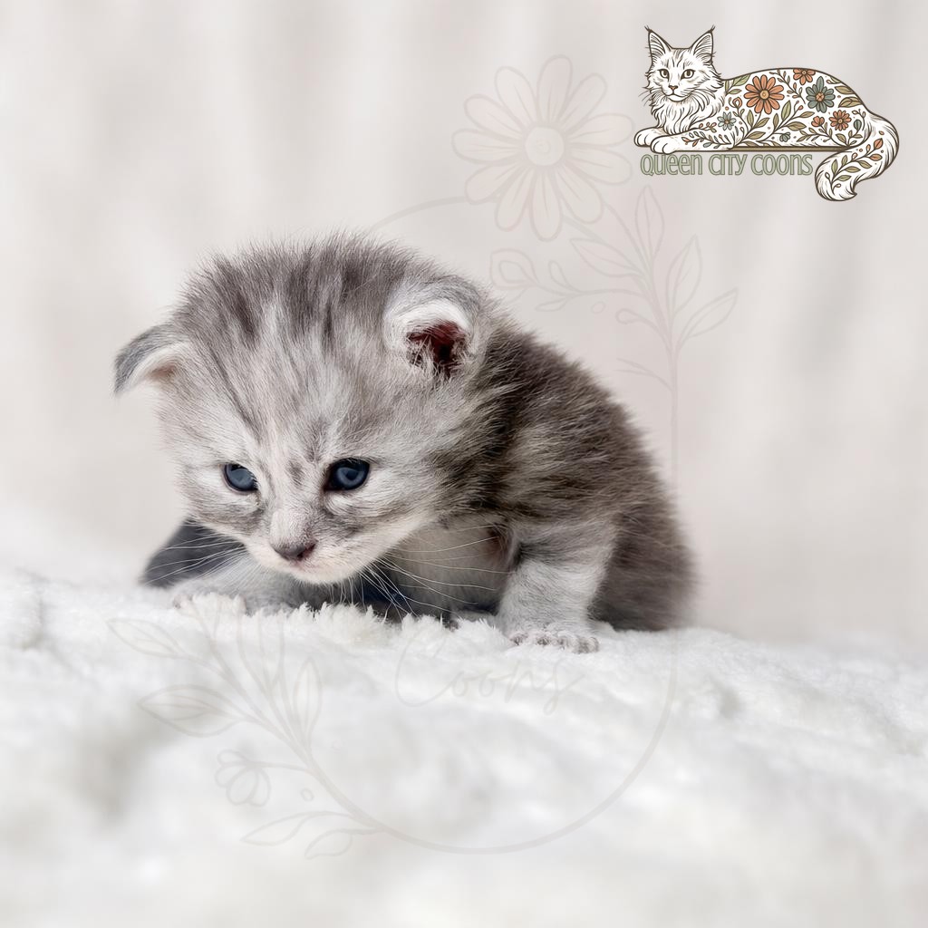 Juniper