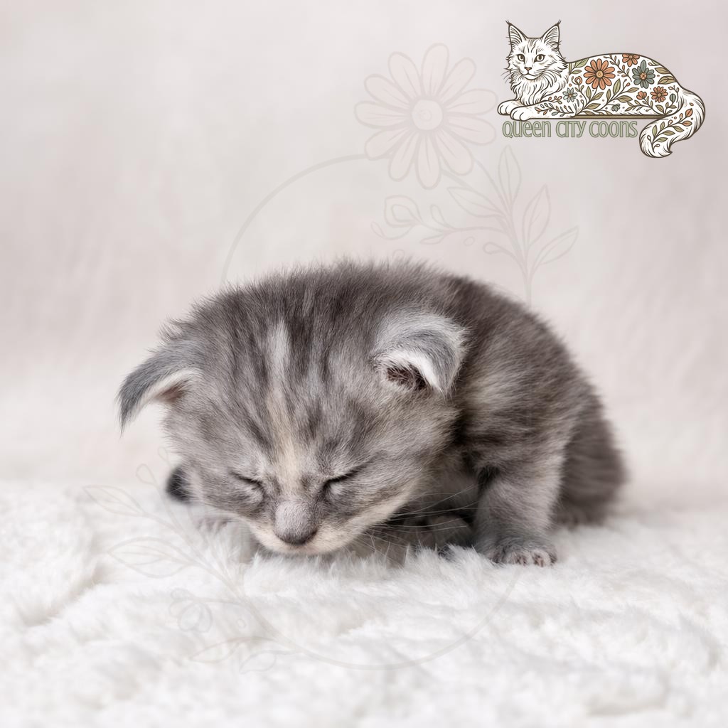 Juniper