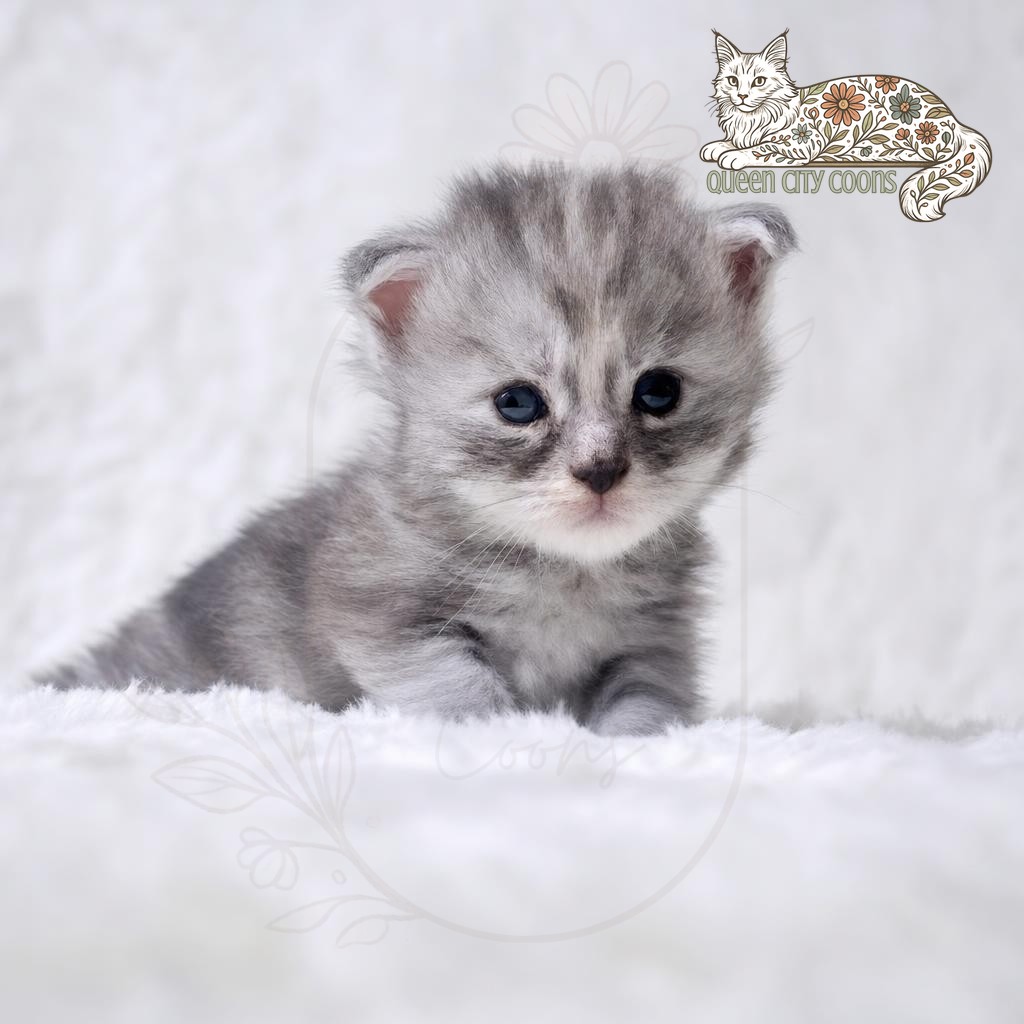Juniper